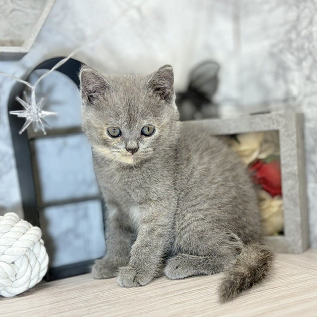 千葉県のブリティッシュショートヘアー (犬の家＆猫の里ワンズモール稲毛店/2026年7月20日生まれ/女の子/ブルークリーム)の子猫の3枚目の画像
