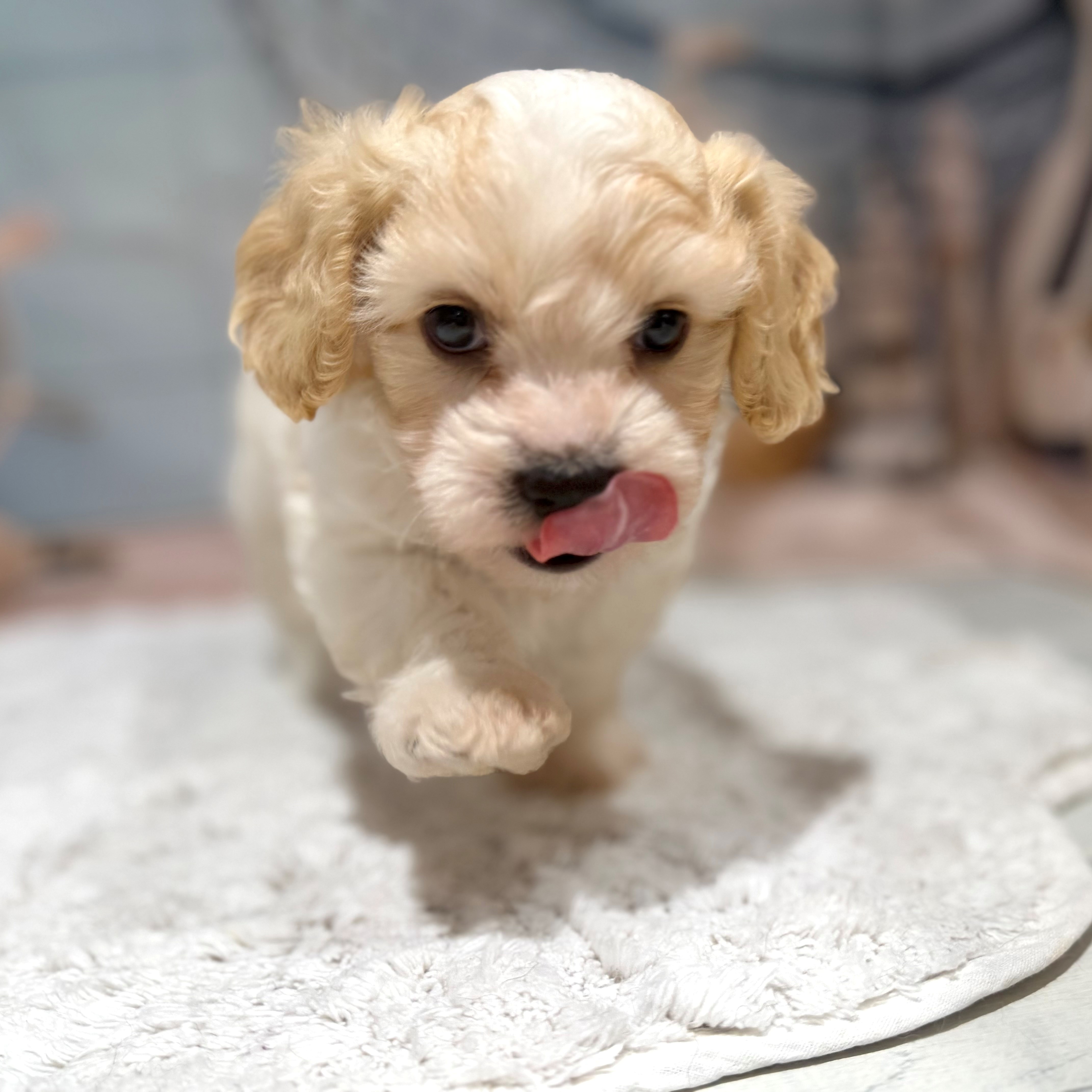 福岡県のハーフ犬・ミックス犬 (犬の家＆猫の里トリアス久山店/2026年7月18日生まれ/男の子/クリームホワイト)の子犬の3枚目の画像