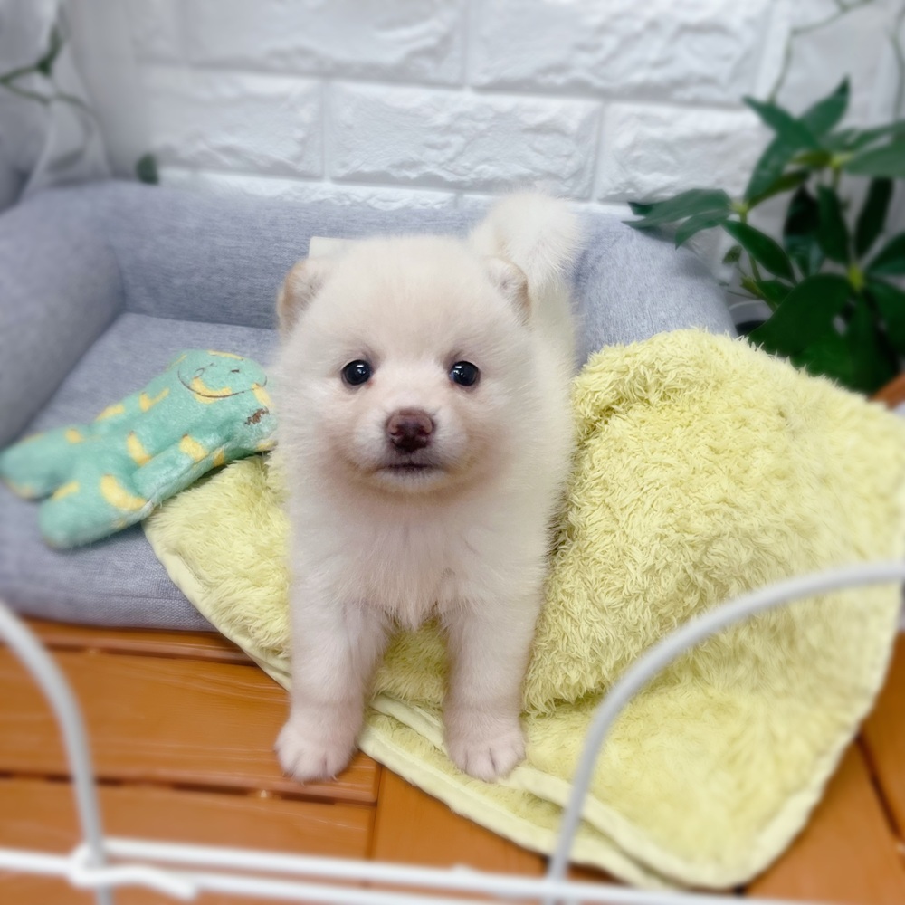 長野県のポメ柴/豆ポメ/ポメ豆柴(ポメラニアン×柴犬) (犬の家＆猫の里塩尻店/2026年7月18日生まれ/女の子/白)の子犬の1枚目の画像
