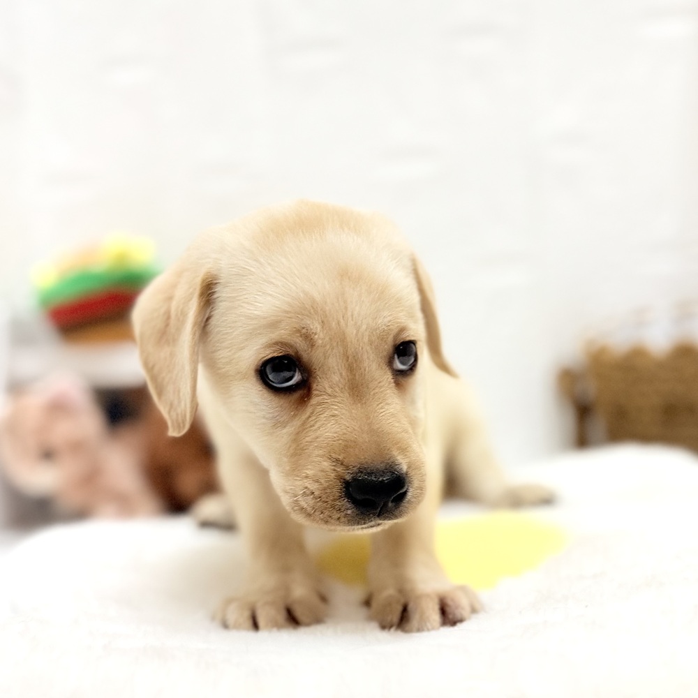 愛知県のラブラドールレトリーバー (犬の家＆猫の里豊川インター店/2026年7月20日生まれ/女の子/イエロー)の子犬の3枚目の画像