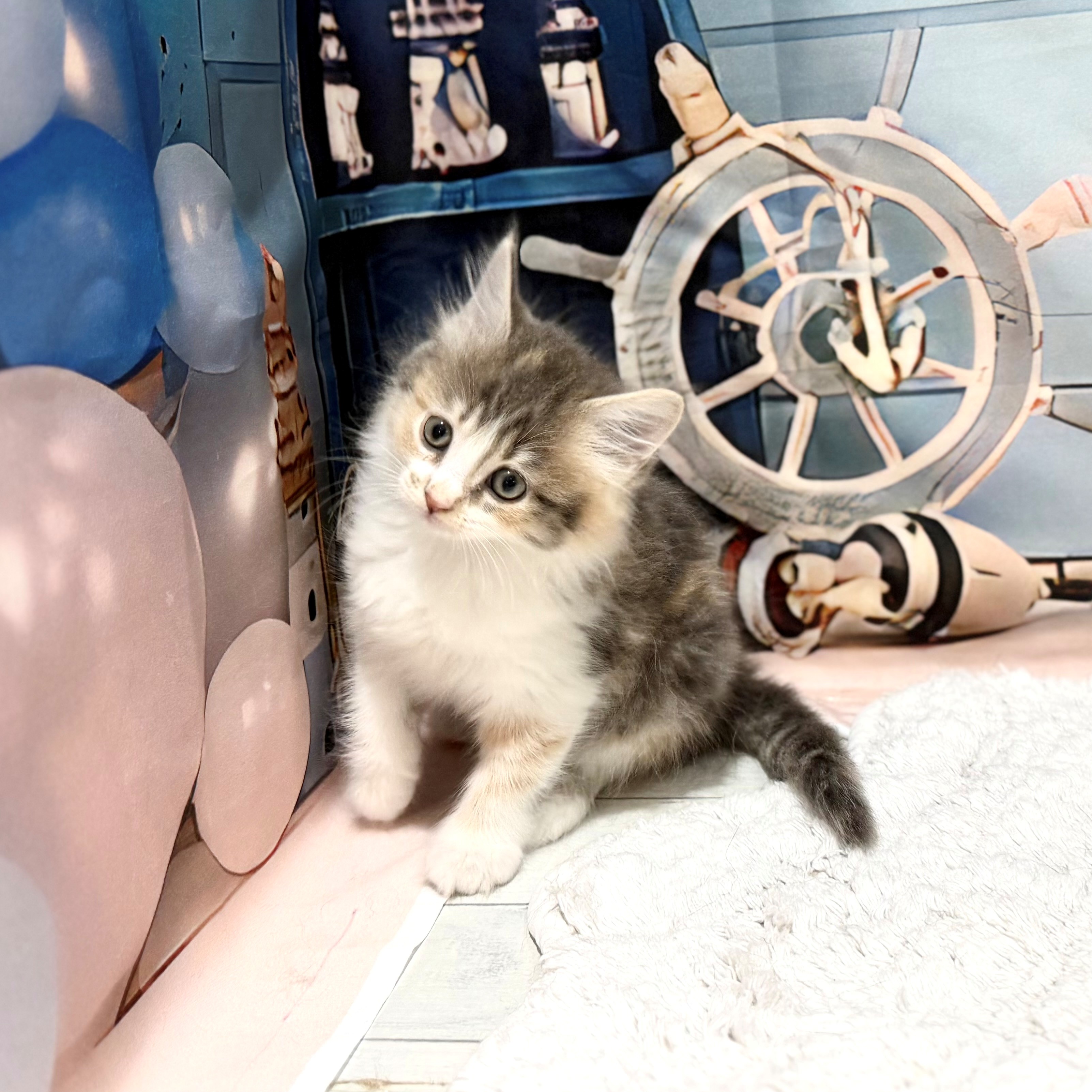 福岡県のサイベリアン (犬の家＆猫の里トリアス久山店/2026年7月20日生まれ/女の子/ダイリュートキャリコ)の子猫の3枚目の画像