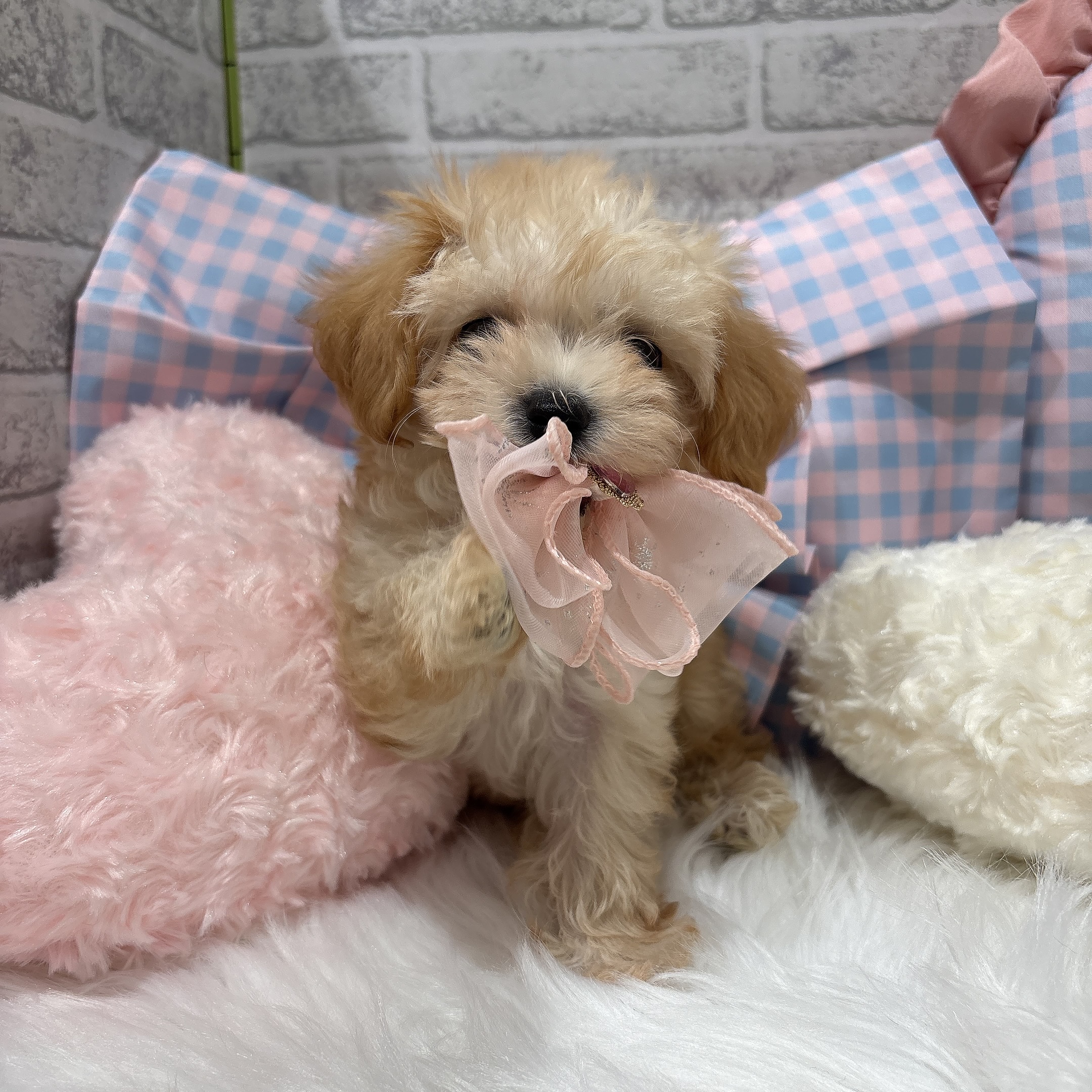 神奈川県のマルプー(マルチーズ×プードル) (犬の家＆猫の里元住吉ブレーメン通り店/2026年7月20日生まれ/女の子/アプリコット)の子犬の3枚目の画像