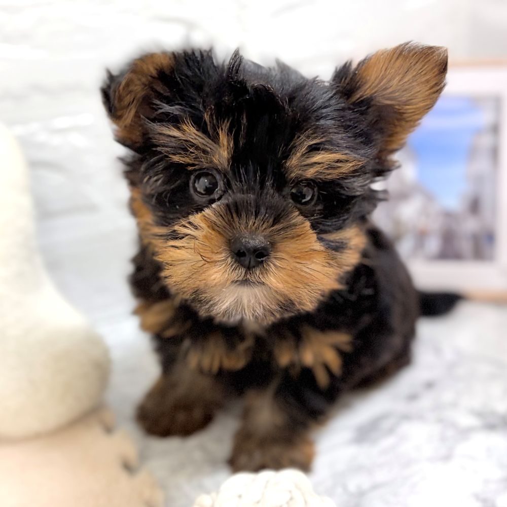 愛知県のヨークシャーテリア (犬の家＆猫の里豊田店/2026年7月20日生まれ/男の子/スチールブルータン)の子犬の3枚目の画像