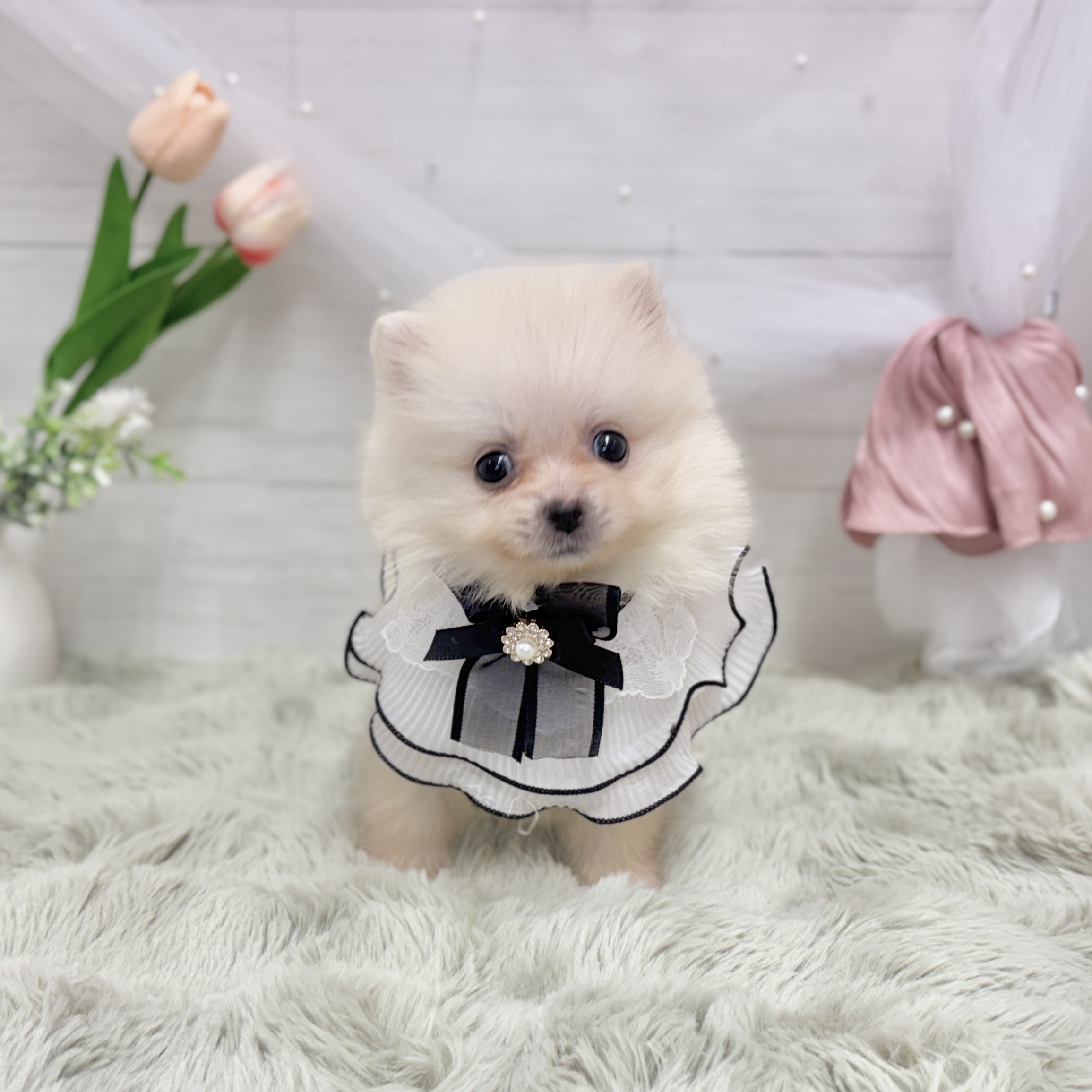 神奈川県のポメラニアン (犬の家＆猫の里相模原店/2026年7月20日生まれ/女の子/クリーム)の子犬の3枚目の画像