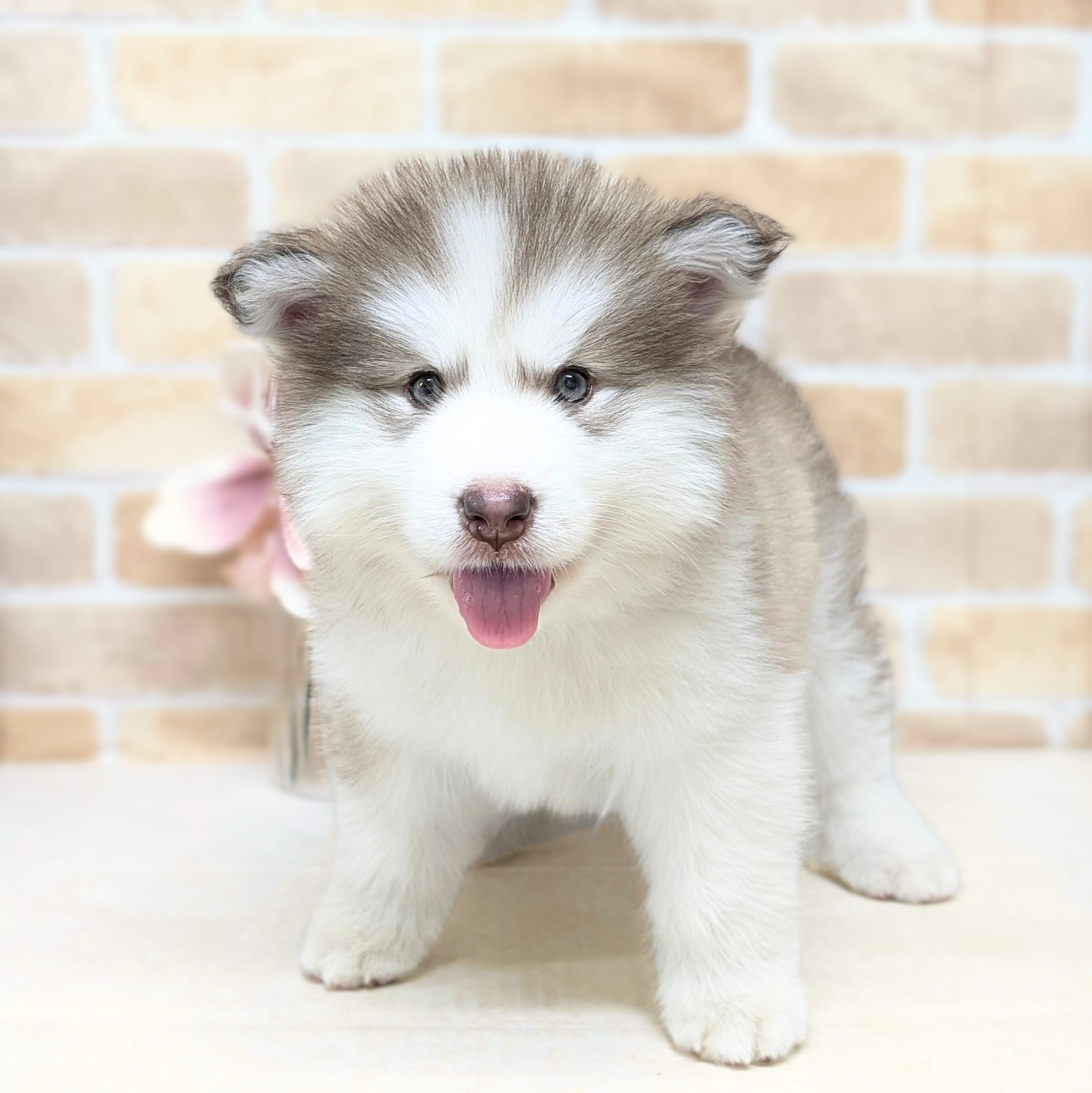 愛知県のアラスカンマラミュート (犬の家＆猫の里安城店/2026年7月21日生まれ/女の子/ブラウンホワイト)の子犬の3枚目の画像