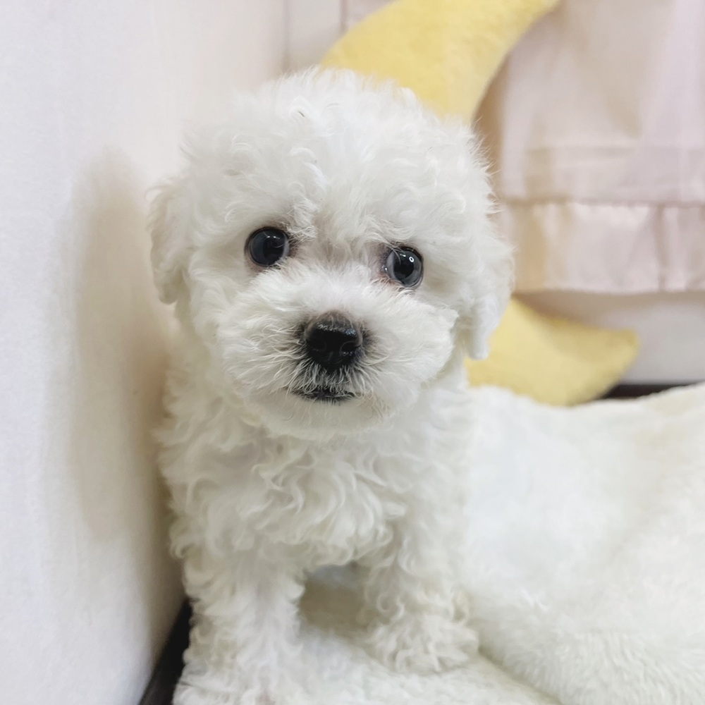 静岡県のビションフリーゼ (犬の家＆猫の里マークイズ静岡店/2026年7月20日生まれ/男の子/ホワイト)の子犬の1枚目の画像