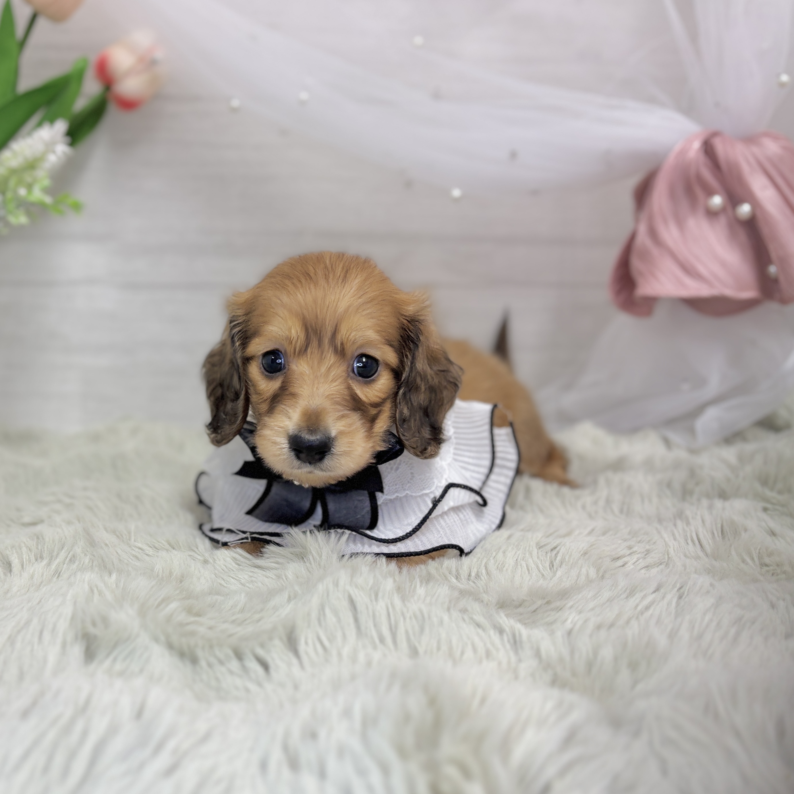 神奈川県のミニチュアダックスフンド(ロング) (犬の家＆猫の里相模原店/2026年7月19日生まれ/女の子/レッド)の子犬の1枚目の画像