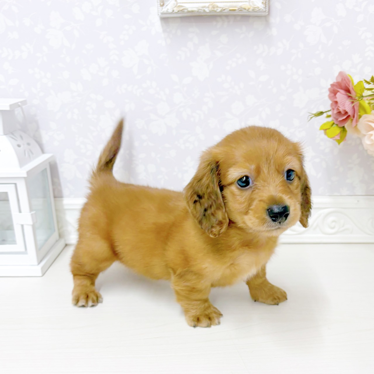 富山県のミニチュアダックスフンド(ロング) (犬の家＆猫の里アミーゴ山室店/2026年7月19日生まれ/女の子/レッド)の子犬の3枚目の画像