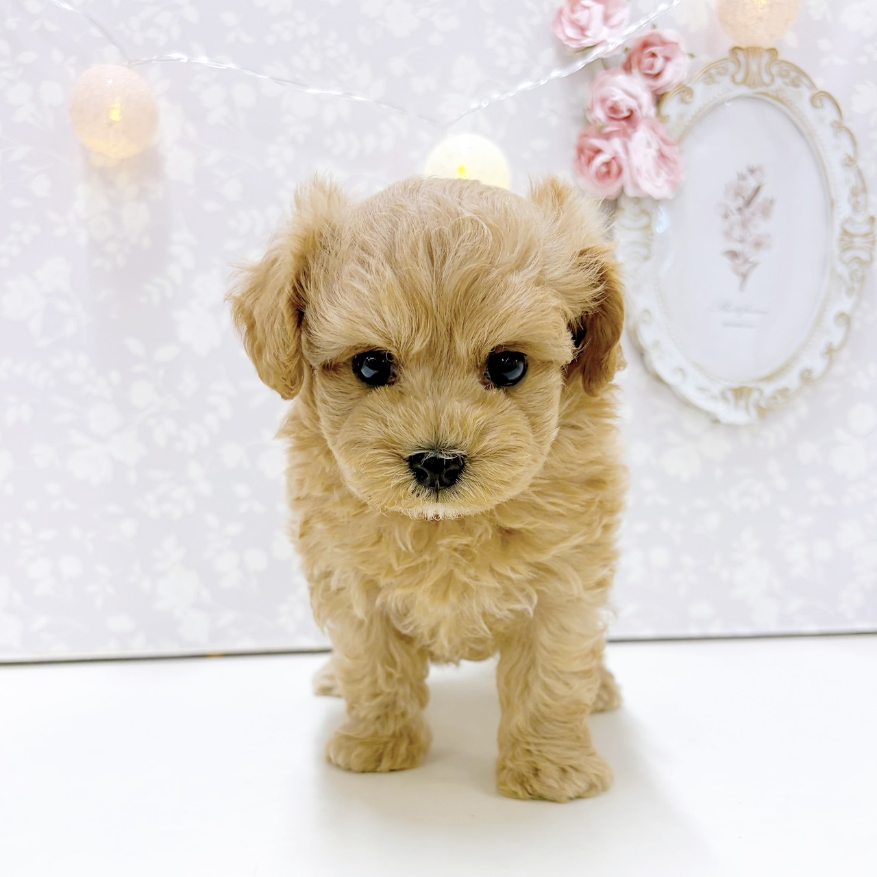 富山県のマルプー(マルチーズ×プードル) (犬の家＆猫の里アミーゴ高岡蓮花寺店/2026年7月21日生まれ/男の子/アプリコット)の子犬の3枚目の画像