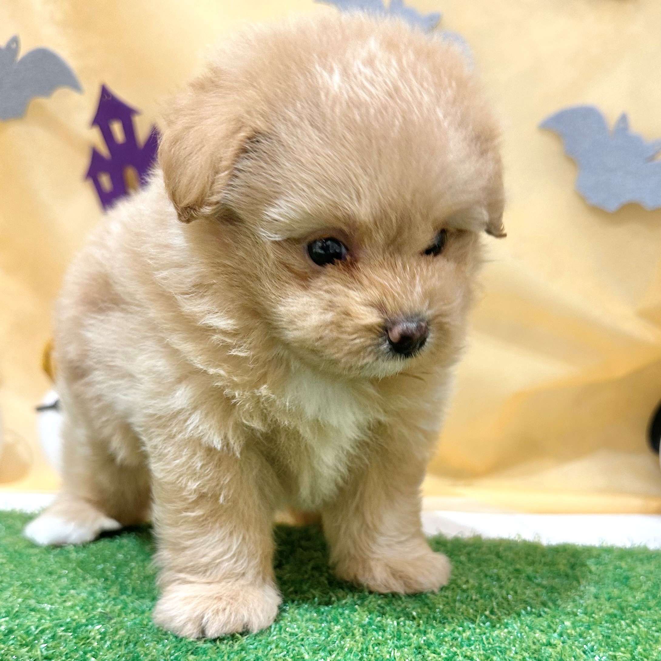 福岡県のポメプー(ポメラニアン×プードル) (犬の家＆猫の里くりえいと宗像店/2026年7月21日生まれ/女の子/アプリコット)の子犬の3枚目の画像