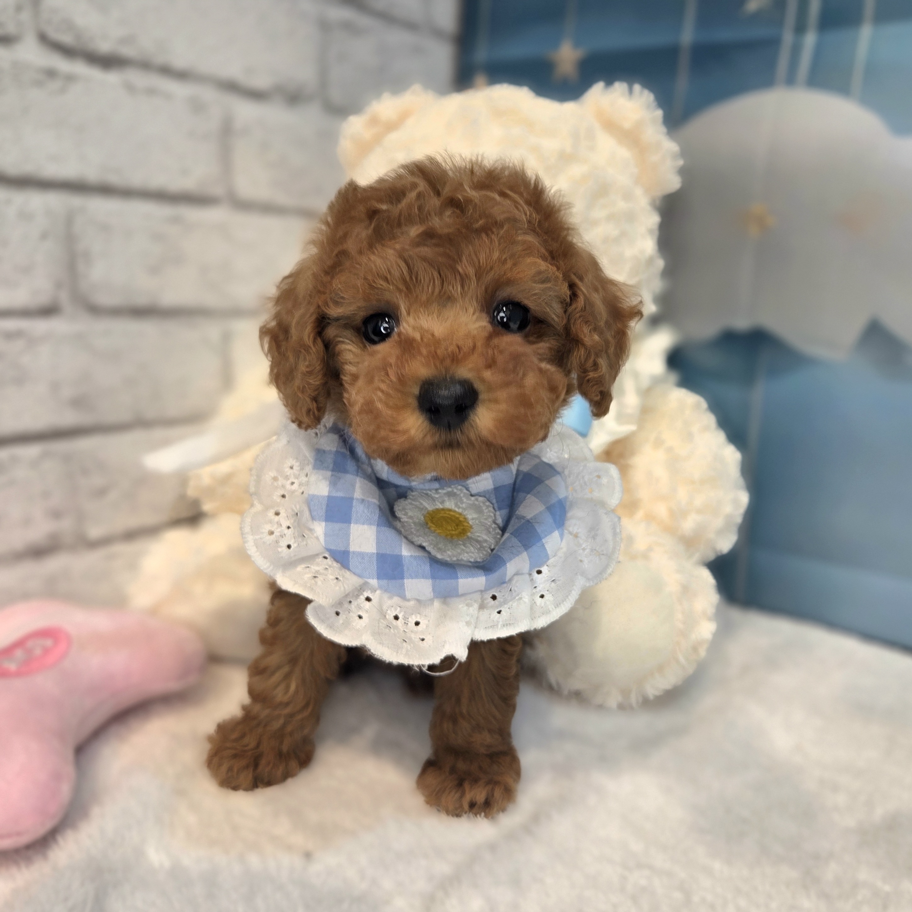 長野県のトイプードル(タイニー) (犬の家＆猫の里カインズ梓川店/2026年7月18日生まれ/男の子/レッド)の子犬の3枚目の画像