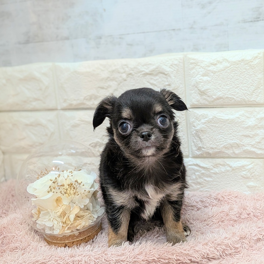 静岡県のチワワ(ロング) (犬の家＆猫の里プレ葉ウォーク浜北店/2026年7月18日生まれ/女の子/ブラックタンホワイト)の子犬の1枚目の画像
