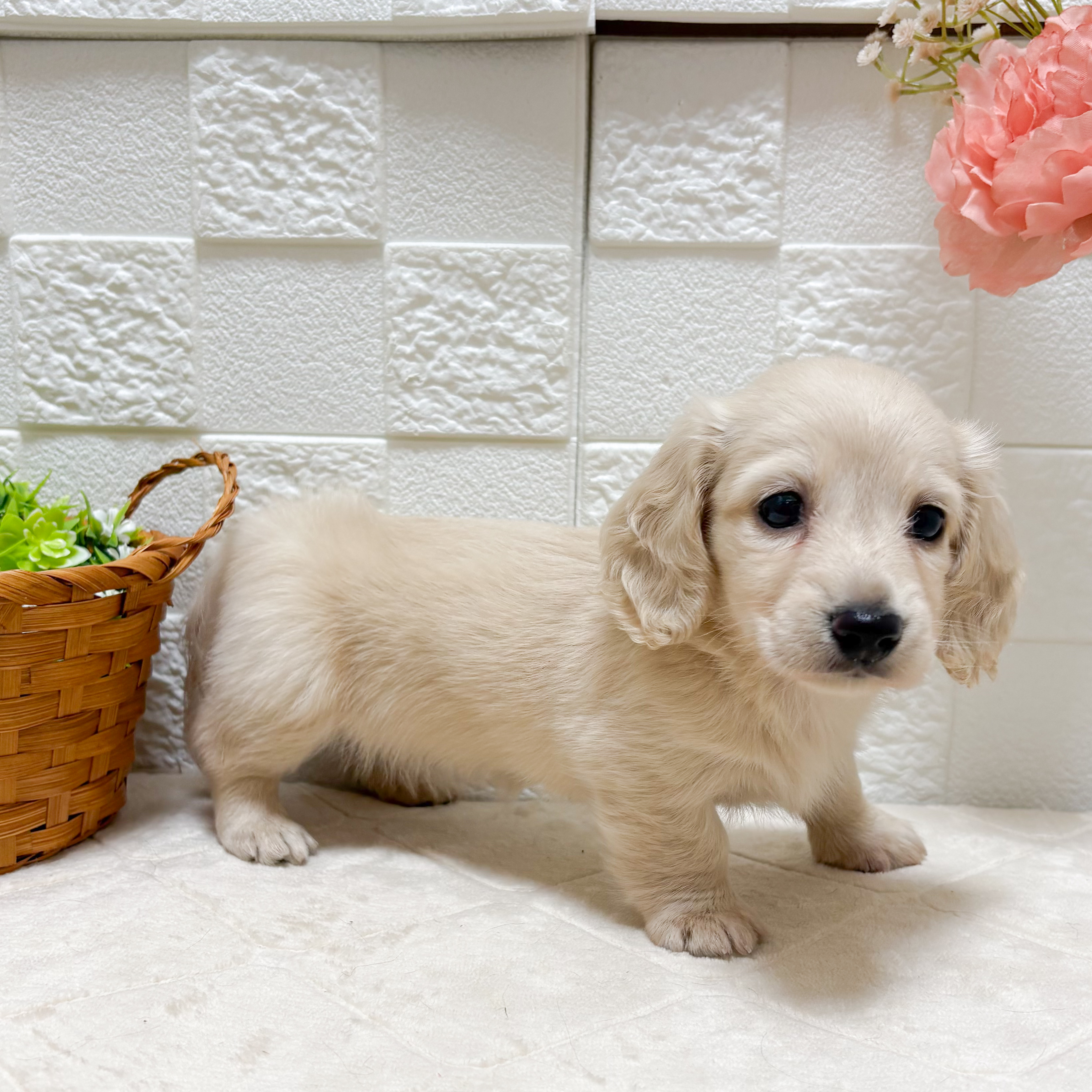 東京都のミニチュアダックスフンド(ロング) (犬の家＆猫の里ペットフォレスト小平店/2026年7月21日生まれ/女の子/イエロー)の子犬の3枚目の画像