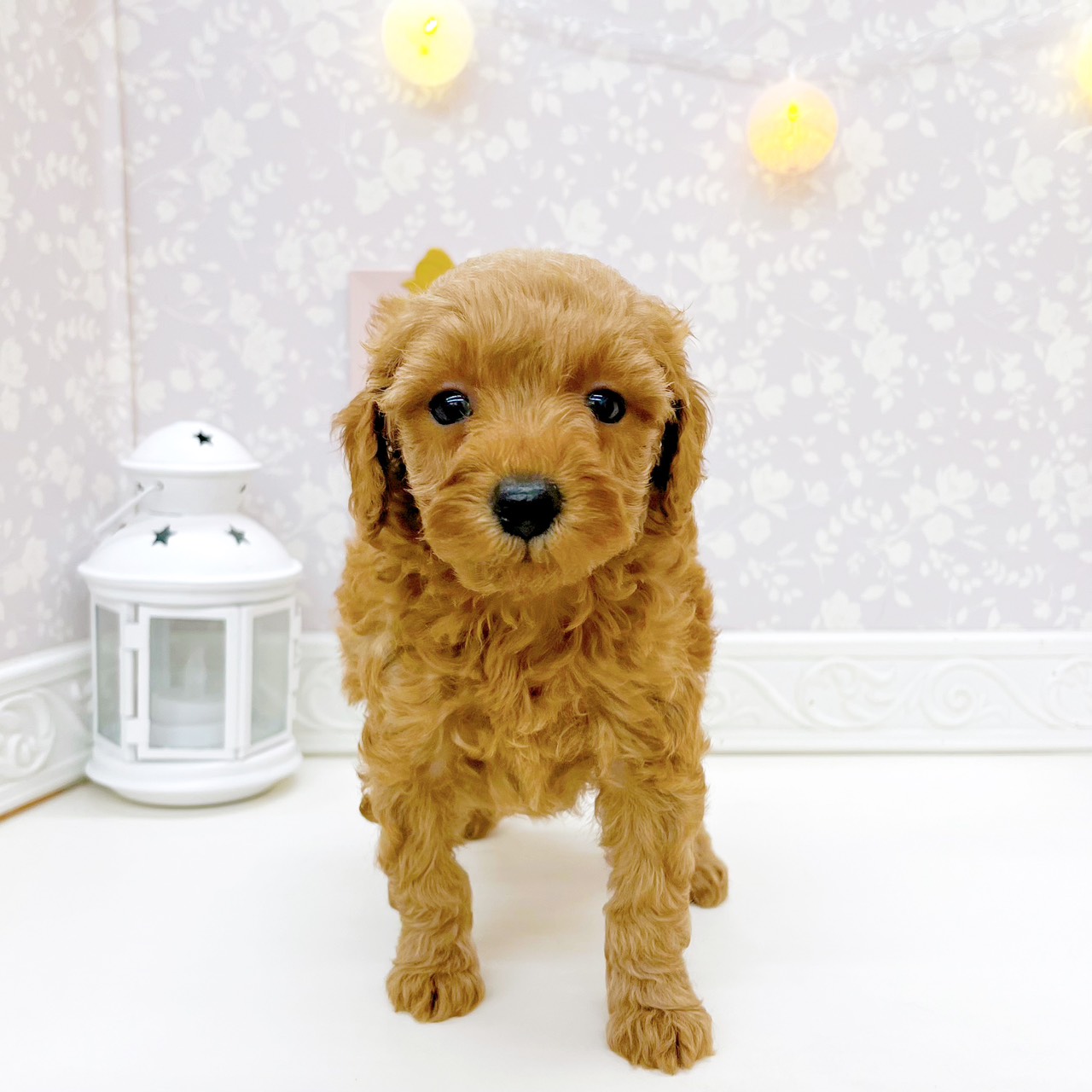 富山県のトイプードル(トイ) (犬の家＆猫の里富山店/2026年7月21日生まれ/女の子/レッド)の子犬の3枚目の画像