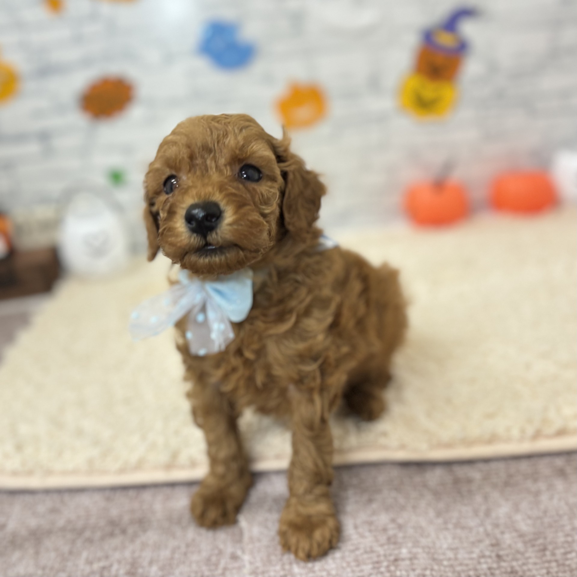 長野県のトイプードル(トイ) (犬の家＆猫の里長野店/2026年7月21日生まれ/男の子/レッド)の子犬の3枚目の画像
