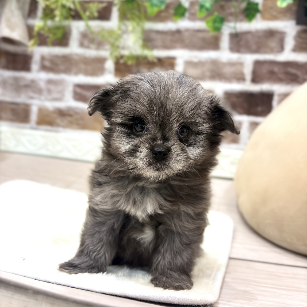 三重県のポメマル/マルポメ(ポメラニアン×マルチーズ) (犬の家＆猫の里三重桑名店/2026年7月19日生まれ/女の子/ブルーマール)の子犬の3枚目の画像