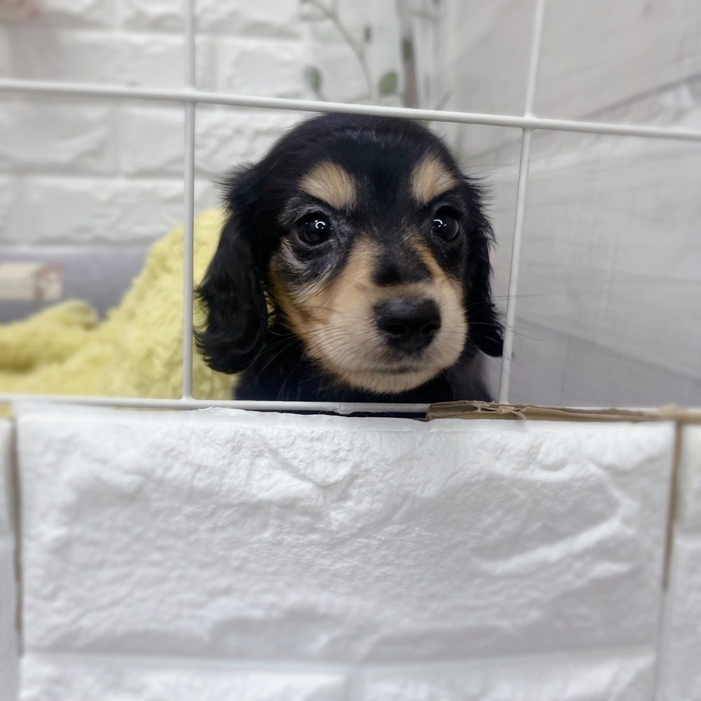 長野県のミニチュアダックスフンド(ロング) (犬の家＆猫の里塩尻店/2026年7月20日生まれ/男の子/ブラックイエロー)の子犬の3枚目の画像