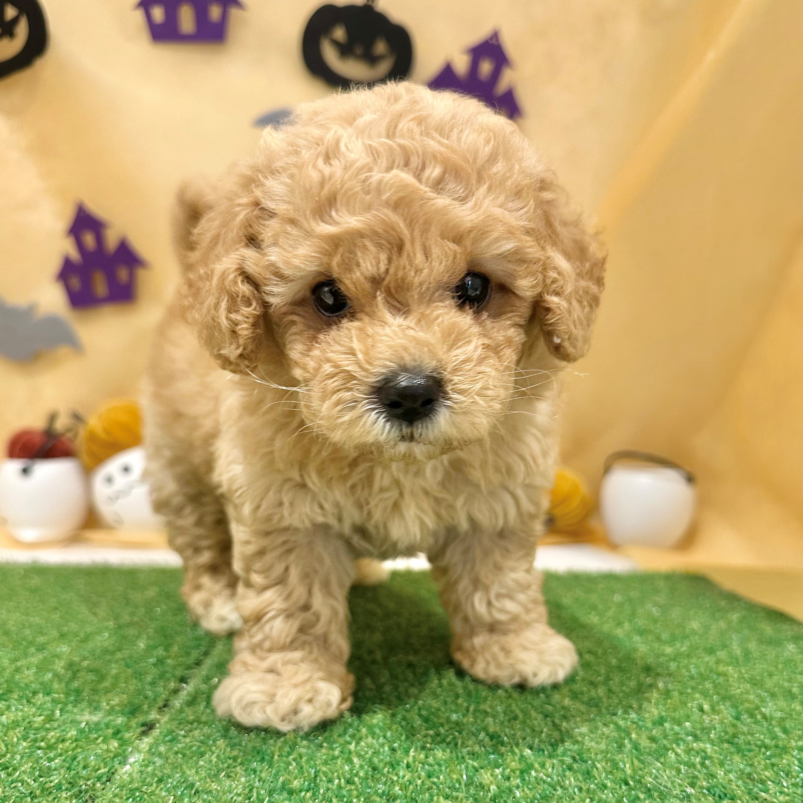 福岡県のビションプー(ビションフリーゼ×プードル) (犬の家＆猫の里くりえいと宗像店/2026年7月19日生まれ/女の子/レッド)の子犬の1枚目の画像