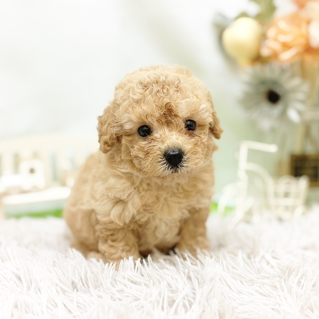 静岡県のビションプー(ビションフリーゼ×プードル) (犬の家＆猫の里藤枝店/2026年7月19日生まれ/男の子/レッド)の子犬の3枚目の画像