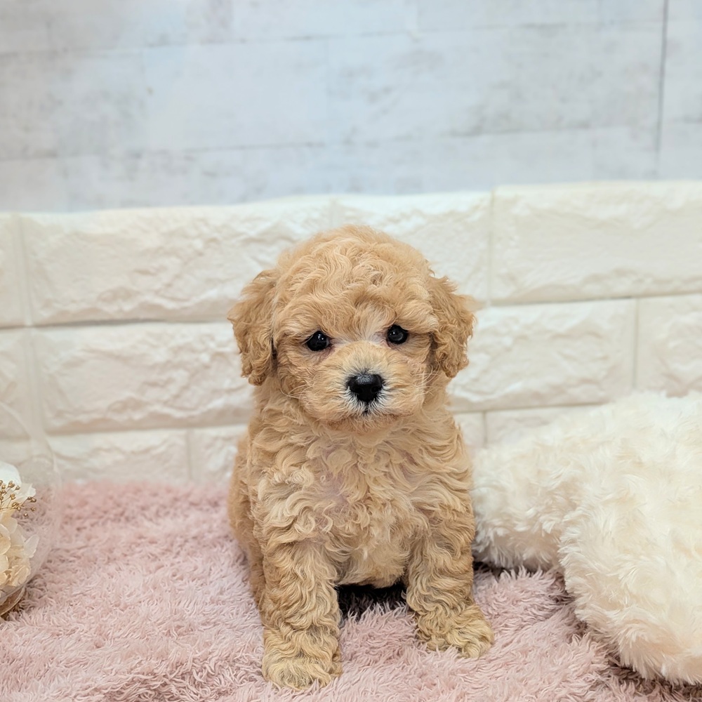 静岡県のビションプー(ビションフリーゼ×プードル) (犬の家＆猫の里プレ葉ウォーク浜北店/2026年7月19日生まれ/男の子/レッド)の子犬の3枚目の画像