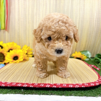 神奈川県のビションプー(ビションフリーゼ×プードル) (犬の家＆猫の里小田原店/2026年7月19日生まれ/男の子/レッド)の子犬の3枚目の画像
