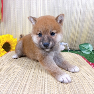 神奈川県の柴犬(標準サイズ) (犬の家＆猫の里小田原店/2026年7月20日生まれ/男の子/赤)の子犬の3枚目の画像