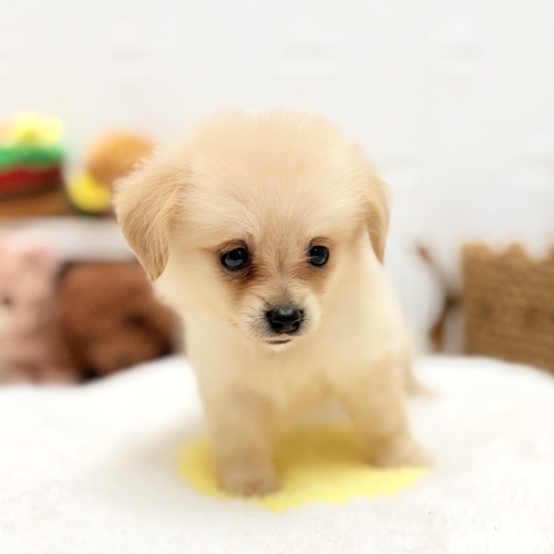 愛知県のポメックス(ポメラニアン×ダックス) (犬の家＆猫の里豊川インター店/2026年7月20日生まれ/女の子/クリーム)の子犬の3枚目の画像