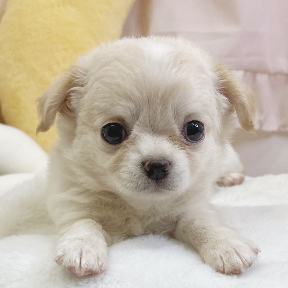 静岡県のチワワ(ロング) (犬の家＆猫の里マークイズ静岡店/2026年7月20日生まれ/男の子/クリーム)の子犬の3枚目の画像