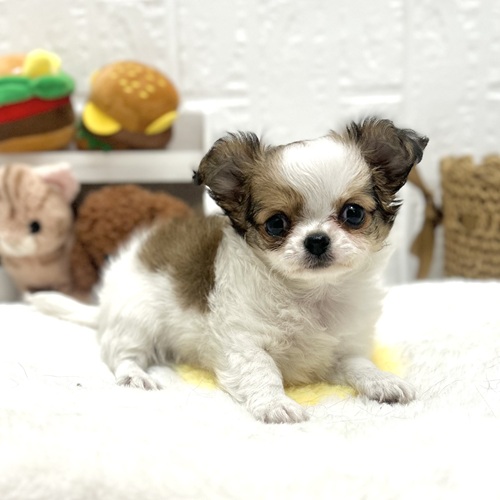 愛知県のチワワ(ロング) (犬の家＆猫の里豊川インター店/2026年7月19日生まれ/女の子/ホワイトレッド)の子犬の3枚目の画像