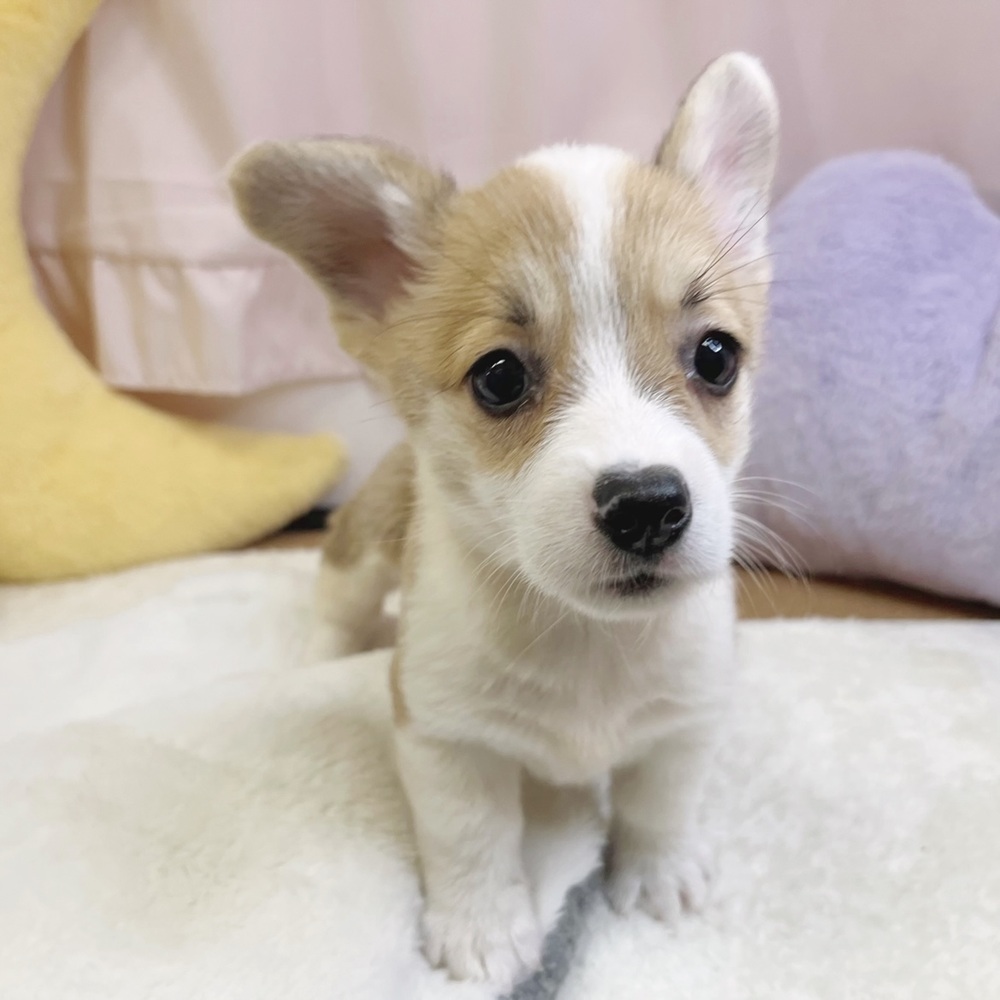静岡県のウェルシュコーギーペンブローク (犬の家＆猫の里マークイズ静岡店/2026年7月21日生まれ/女の子/レッドホワイト)の子犬の3枚目の画像