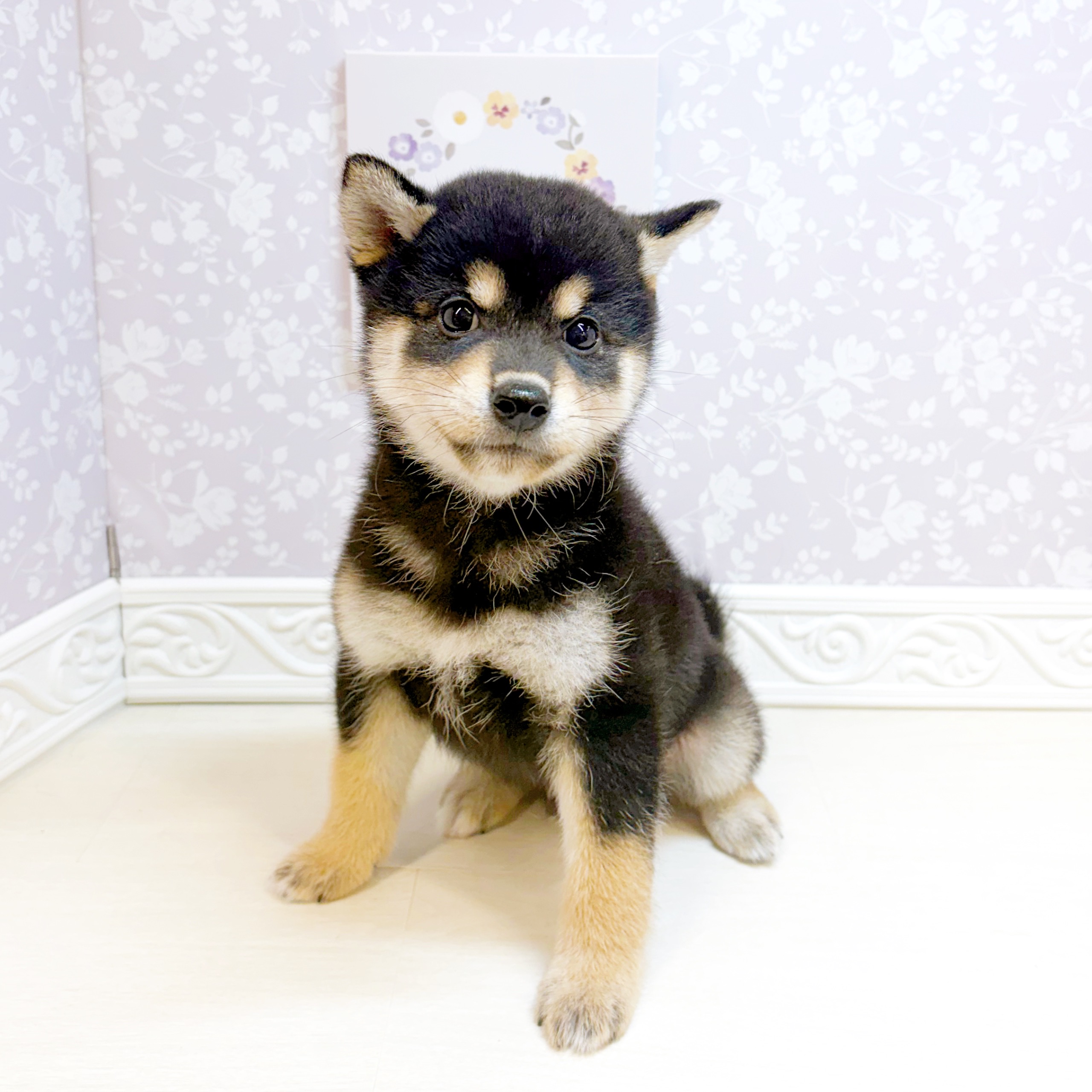 石川県の柴犬(標準サイズ) (犬の家＆猫の里アミーゴ金沢おこばた店/2026年7月19日生まれ/男の子/黒)の子犬の3枚目の画像