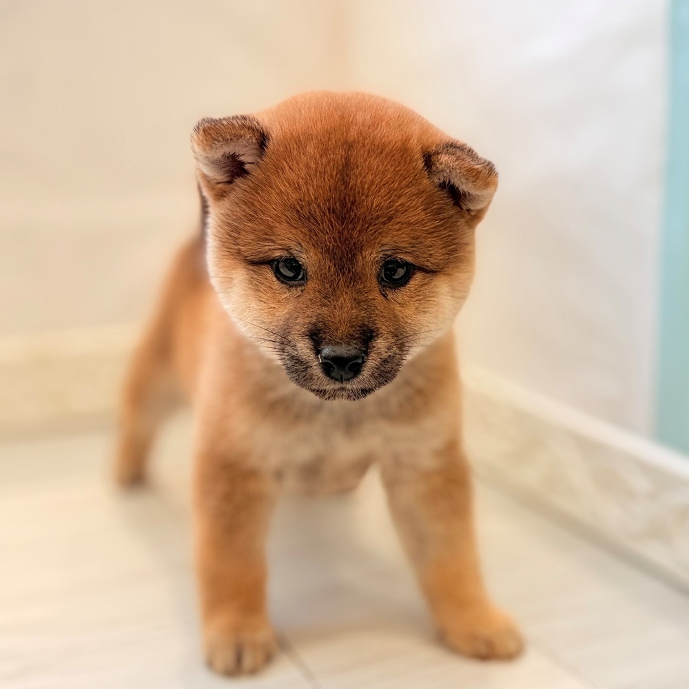 愛知県の柴犬(標準サイズ) (犬の家＆猫の里春日井本店/2026年7月21日生まれ/女の子/赤)の子犬の3枚目の画像