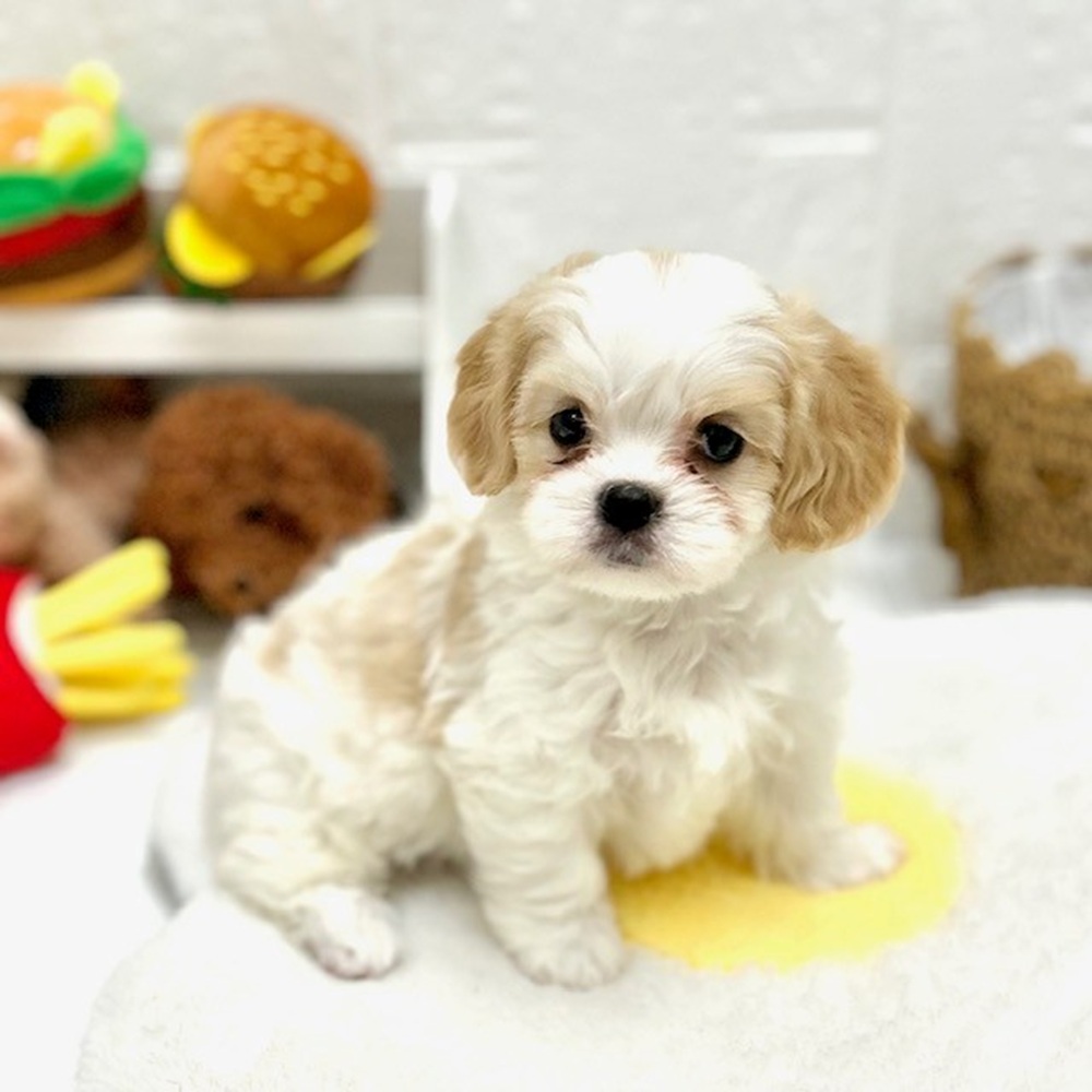 ハーフ犬男の子の写真