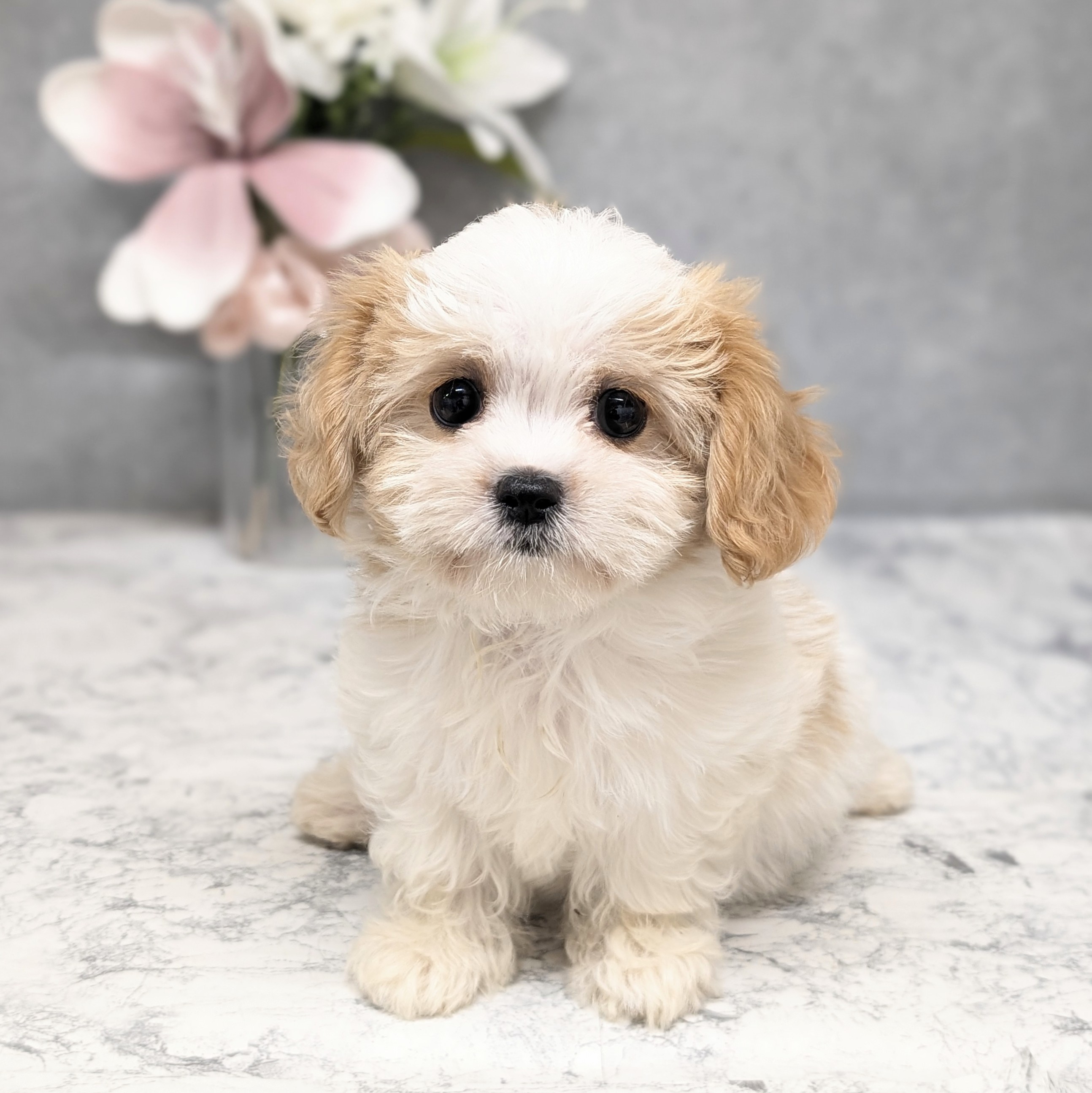 ハーフ犬女の子の写真