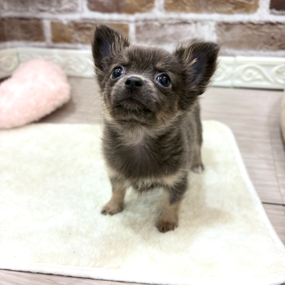 三重県のポメチワ/チワポメ/ポメチー(ポメラニアン×チワワ) (犬の家＆猫の里三重桑名店/2026年7月16日生まれ/女の子/ブルータン)の子犬の3枚目の画像
