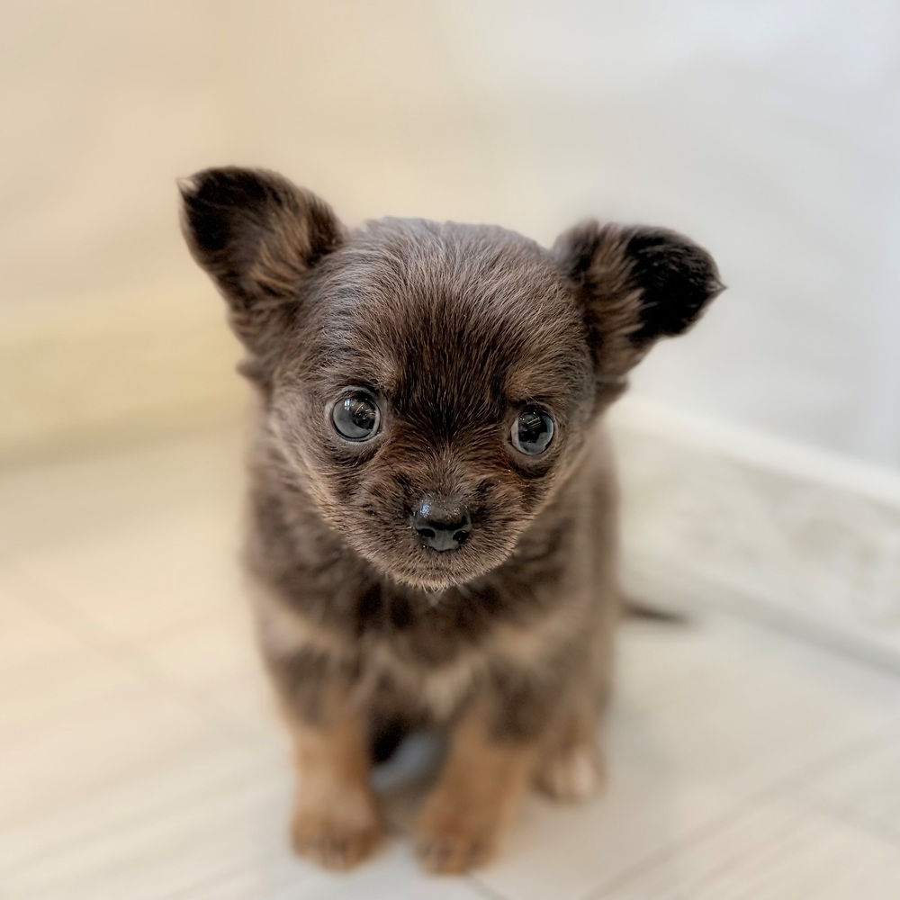 ハーフ犬女の子の写真