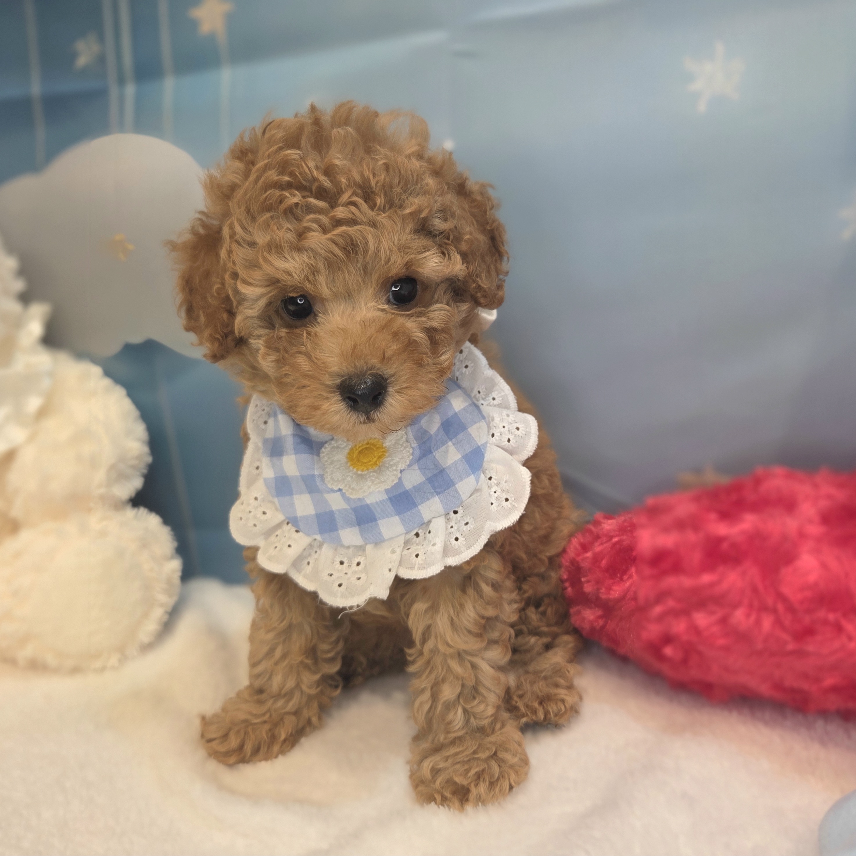 長野県のトイプードル(トイ) (犬の家＆猫の里カインズ梓川店/2026年7月21日生まれ/女の子/オレンジフォーン)の子犬の3枚目の画像