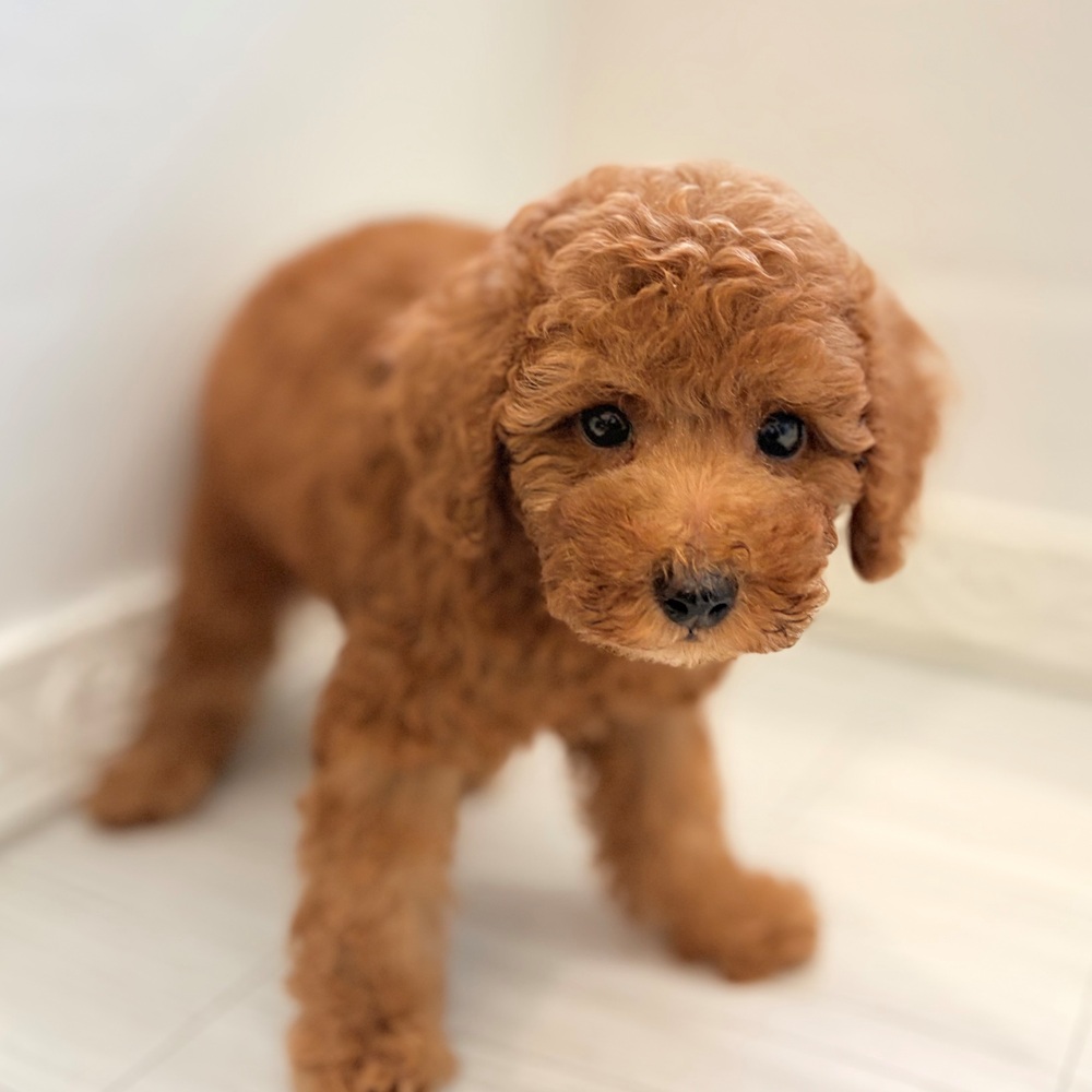 愛知県のトイプードル(トイ) (犬の家＆猫の里春日井本店/2026年7月18日生まれ/男の子/レッドフォーン)の子犬の3枚目の画像