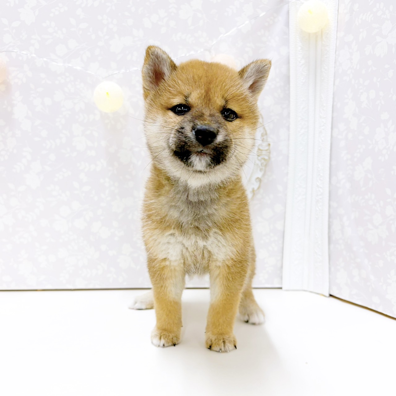 富山県の柴犬(標準サイズ) (犬の家＆猫の里アミーゴ高岡蓮花寺店/2026年7月18日生まれ/女の子/赤)の子犬の3枚目の画像