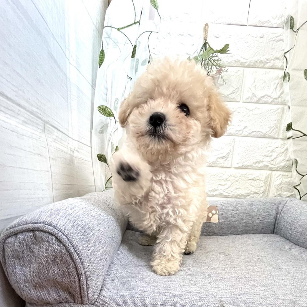 長野県のビションプー(ビションフリーゼ×プードル) (犬の家＆猫の里塩尻店/2026年7月19日生まれ/男の子/クリーム)の子犬の3枚目の画像