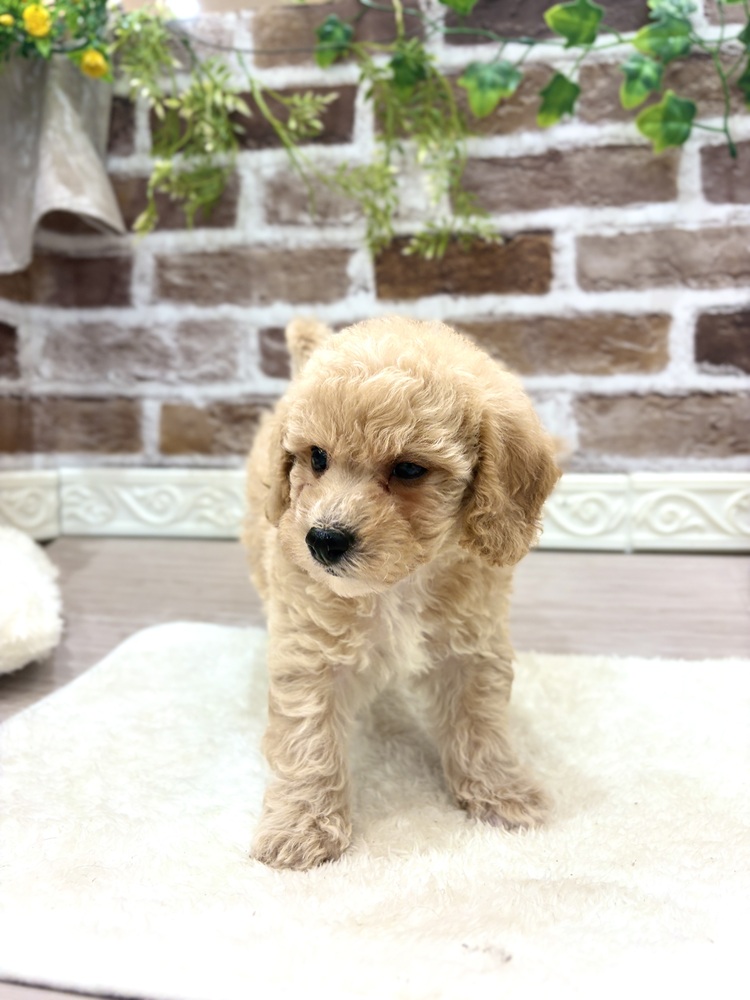 三重県のビションプー(ビションフリーゼ×プードル) (犬の家＆猫の里三重桑名店/2026年7月19日生まれ/男の子/クリーム)の子犬の3枚目の画像