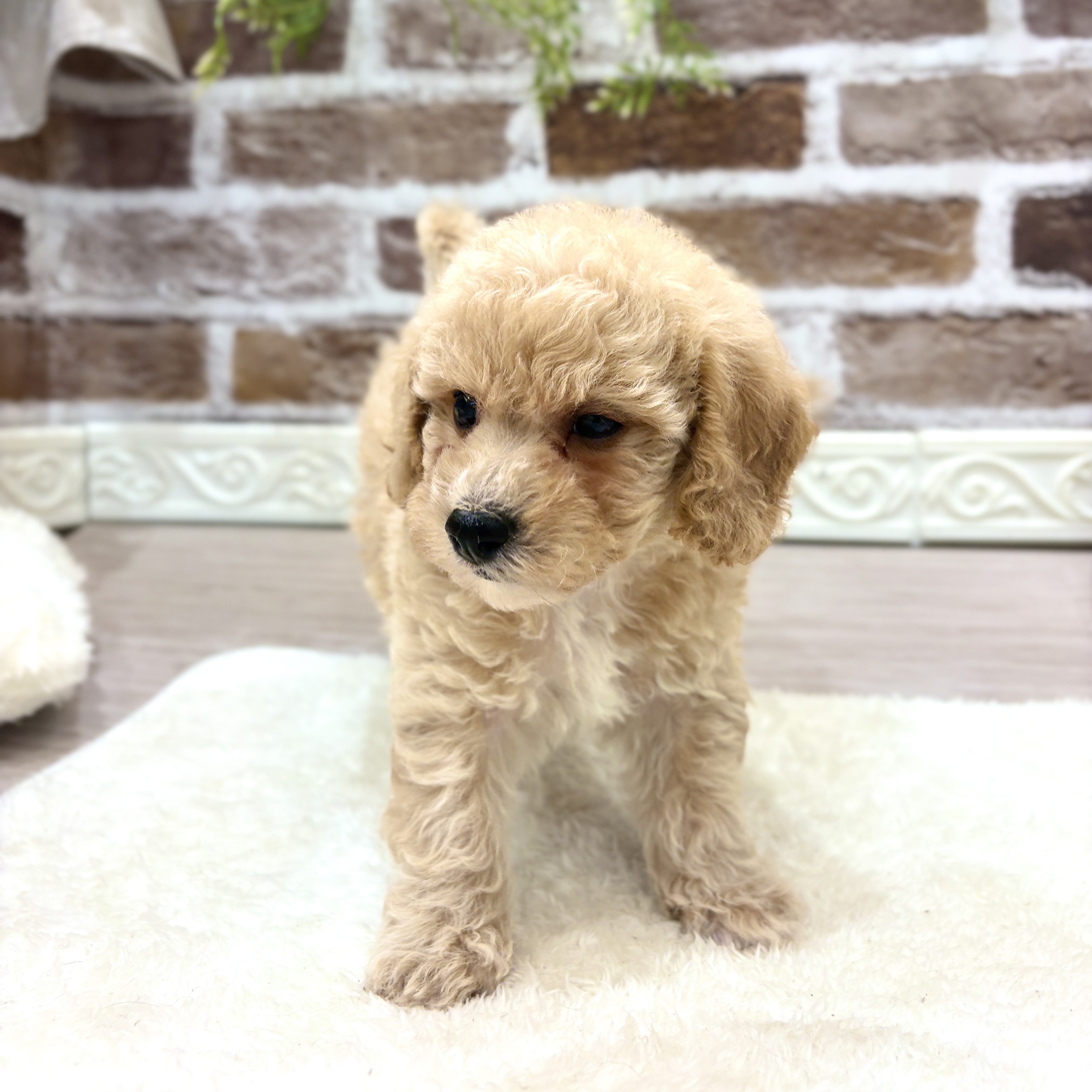 三重県のビションプー(ビションフリーゼ×プードル) (犬の家＆猫の里三重桑名店/2026年7月19日生まれ/男の子/クリーム)の子犬の3枚目の画像
