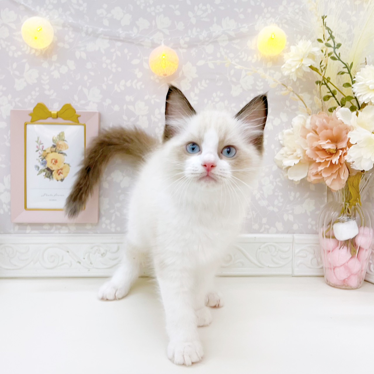 富山県のラグドール (犬の家＆猫の里富山店/2026年7月15日生まれ/男の子/シールポイントバイカラー)の子猫の3枚目の画像