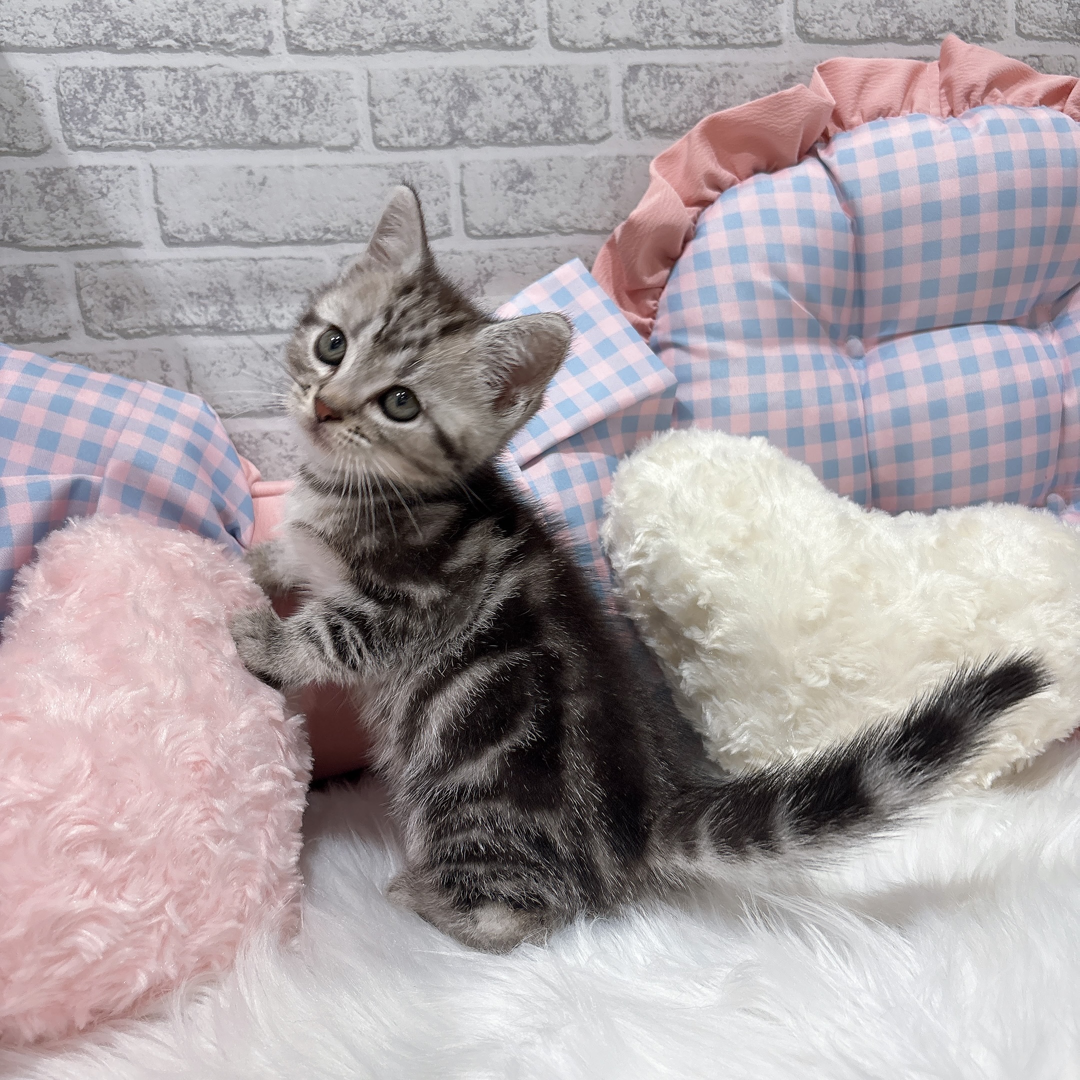 神奈川県のアメリカンショートヘアー (犬の家＆猫の里元住吉ブレーメン通り店/2026年7月20日生まれ/男の子/シルバータビー)の子猫の3枚目の画像