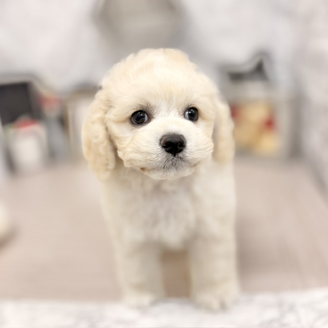 千葉県のハーフ犬・ミックス犬 (犬の家＆猫の里ワンズモール稲毛店/2026年7月20日生まれ/男の子/アプリコット)の子犬の3枚目の画像