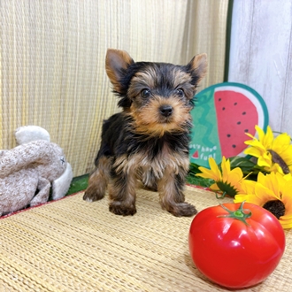 神奈川県のヨークシャーテリア (犬の家＆猫の里小田原店/2026年7月20日生まれ/女の子/スチールブルータン)の子犬の3枚目の画像