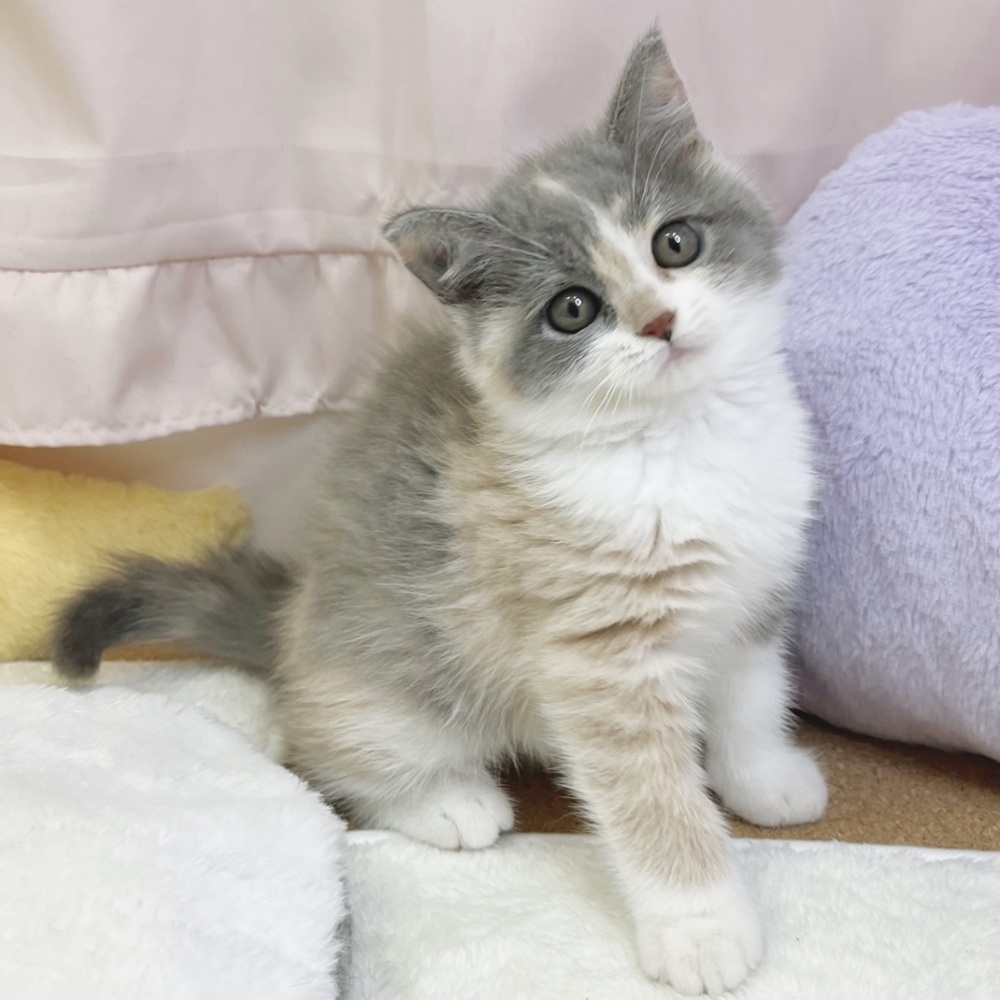 静岡県のブリティッシュショートヘアー (犬の家＆猫の里マークイズ静岡店/2026年7月19日生まれ/女の子/ダイリュートキャリコ)の子猫の1枚目の画像