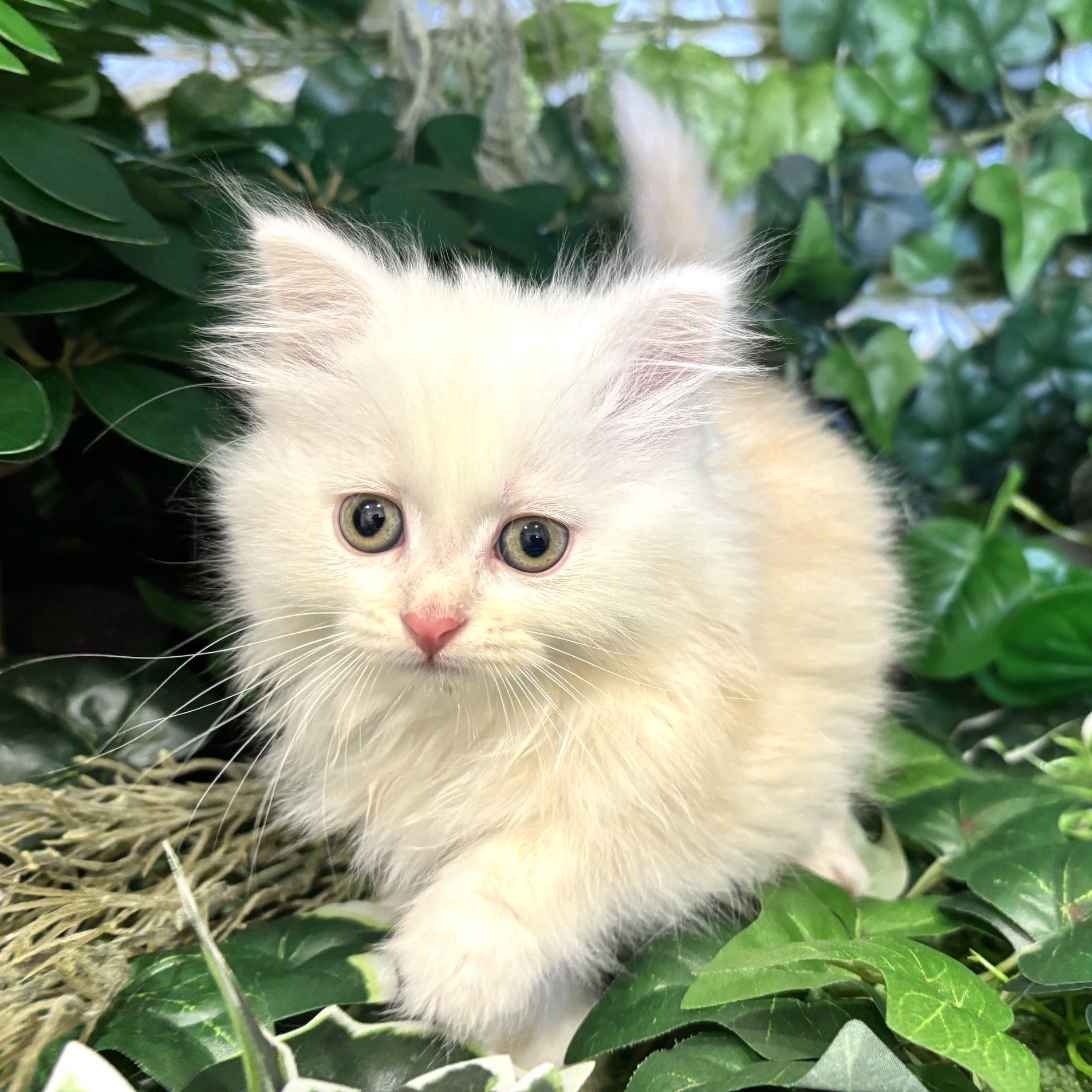 東京都のサイベリアン (犬の家＆猫の里新宿店/2026年7月20日生まれ/女の子/クリームタビー)の子猫の3枚目の画像