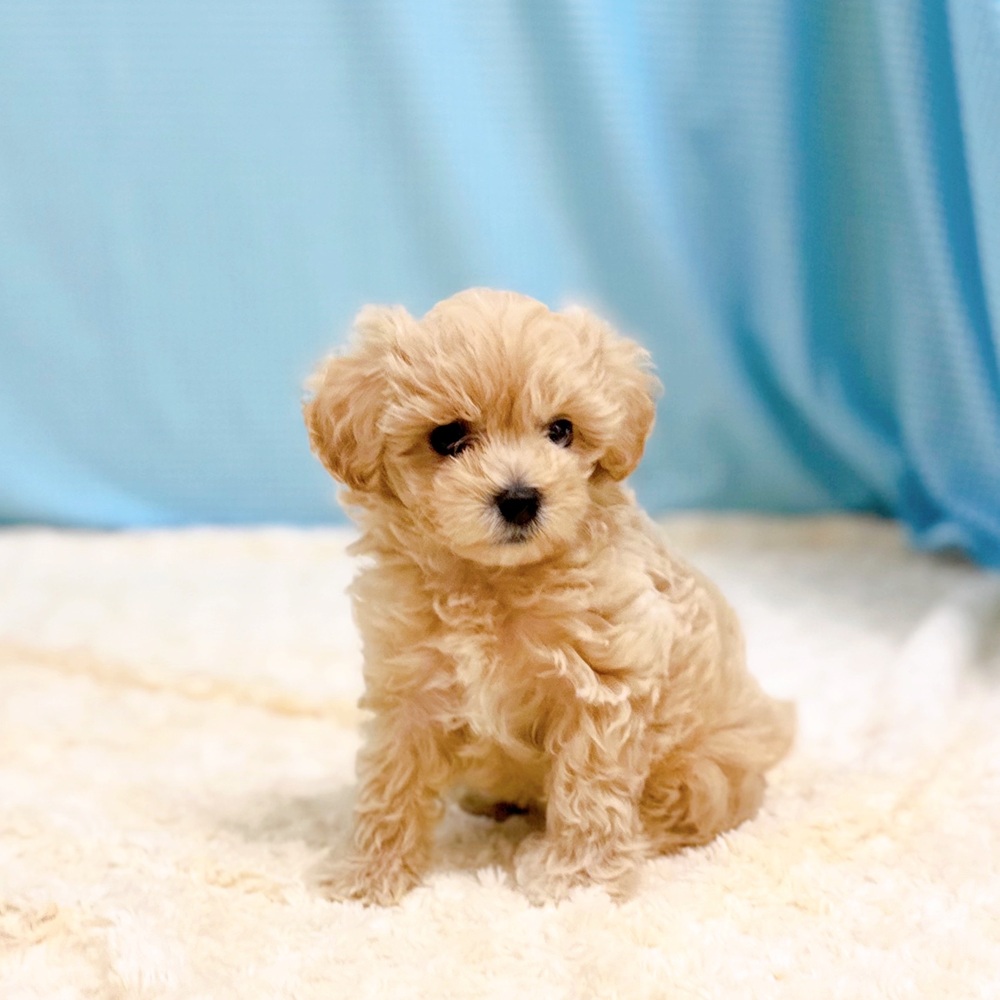 愛知県のマルプー(マルチーズ×プードル) (犬の家＆猫の里一宮店/2026年7月19日生まれ/男の子/アプリコット)の子犬の3枚目の画像