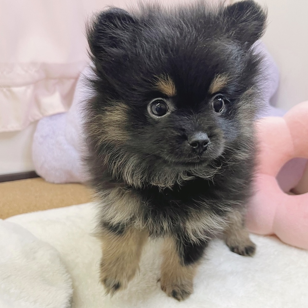 静岡県のポメラニアン (犬の家＆猫の里マークイズ静岡店/2026年7月20日生まれ/女の子/ブラックタン)の子犬の3枚目の画像